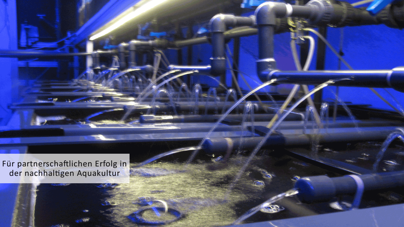 Ökologisch verträgliche Hatchery Reprofisch für Trockenfutter adaptierte Zander in Missionen nachhaltiger Aquafarming Projekte. Diese Bioressource gestützte Indoor Kreislaufanlagen von Technofisch dienen der Besatzfischzucht für unsere deutsche Fischwirtschaft.